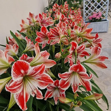 Dimora Le Camelie * فيستَ